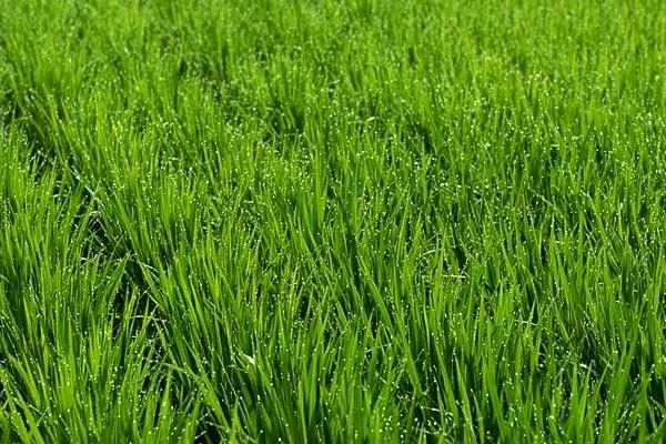 網(wǎng)絡(luò)游戲行業(yè)深度解析：知識(shí)、資料與公司的未來發(fā)展